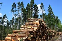 林業資源（間伐材など）のイメージ写真