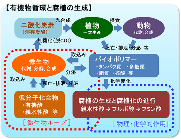 有機物循環と腐植の生成のイメージ図